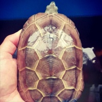 乌龟背甲刀刻纹是怎么形成的？一文搞懂乌龟刀刻纹及培养方法