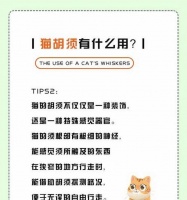 猫咪的饮食习性解析（探究猫咪的食物选择、进食习惯以及饮水习惯）