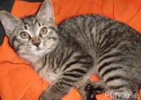 中国狸花猫多少钱一只