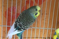 虎皮鹦鹉能吃面包吗（为什么）