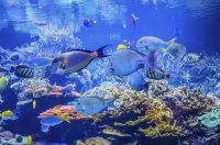 热带鱼品种繁多，快来赏鉴宝！