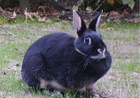 银貂兔：事实、寿命、行为和护理指南（附图）