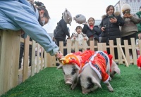 全国首个！荣昌猪成我国首个中等体型实验用猪新资源