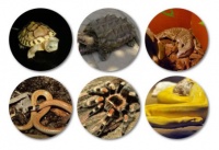 引领“宠屋”，亚克力激光切割机筑造宠物之家