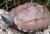 中华草龟魅力解析——从品种特征到科学养护