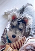 雪纳瑞怀孕的饮食营养指南（如何为你的宠物提供适当的饮食以确保它们在怀孕期间健康成长）