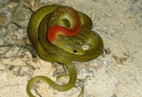 红色脖子绿色身的蛇