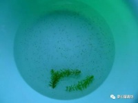 [技术贴]金鱼繁殖浅谈