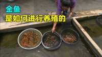 金鱼是如何养殖的？为了加快金鱼的繁殖，工人会采用手工的方式。