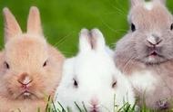 兔子宠物的健康饮食与日常护理