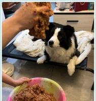 边牧的水果蔬菜饮食指南（了解边牧宠物犬的饮食需求，为它们提供营养丰富的水果蔬菜）