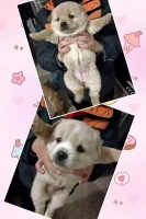 怎么领养小萌宠宠物狗呢