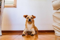 u治疗狗狗呕吐的土办法：记住这些要点，毛孩肠胃少受罪