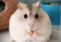 仓鼠零食有哪些（品牌推荐）