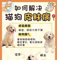 宠物狗疾病传染如何预防（了解常见狗狗传染疾病及预防措施）