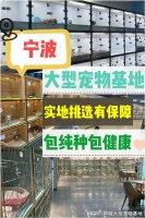 宁波买宠物猫狗哪里便宜?这里安全可靠能挑选心仪的宠物