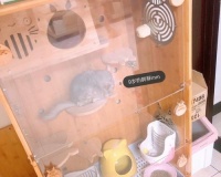 金斑龙猫饲养全攻略（从萌新到高手，如何正确地养金斑龙猫）