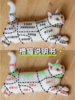 Shanghai pet shop 10