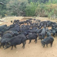 [黑猪苗批发]出售藏香猪幼崽纯种巴马香猪仔活苗迷你小香猪宠物猪活的香猪包邮价格580元/头