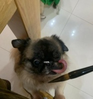 狗狗能吃橘子吗？宠物喂食橘子的正确方法和注意事项是什么？