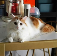 “泰·有爱”流浪动物影像故事征集活动启动