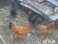 吉安畜禽养殖电话