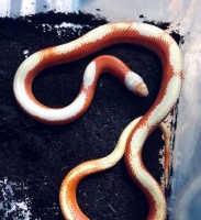 家养蛇的种类和饲养技巧（了解不同种类的蛇宠物，并学习如何正确饲养）