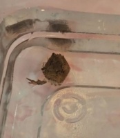 TikTok网友因救治断肢宠物蟹走红：腿全没了只有一只钳子