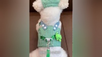 宠物狗狗猫咪鸭子装备套帽子胸背外出牵引用品春夏透气狗狗衣服