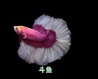 最漂亮的小型观赏鱼