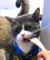 猫咪的饮食习惯及喜爱的食物（探究猫咪饮食偏好，不仅有鱼才是爱吃的！）