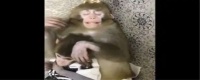 养猴子犯法吗，养猴子怎么样