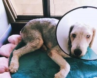 狗狗为什么会喝自己的尿？（探究狗狗喝尿的原因及可能缺少的微量元素）