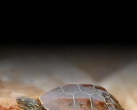 探索宠物龟的世界（了解不同品种的鳄龟特点，选择适合自己的宠物伙伴）