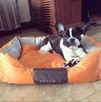 最懂宠物心, 做个称职的铲屎官