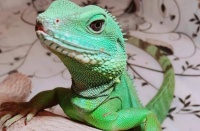 如何挑选水龙蜥蜴和喂养方法？