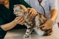 宠物体检知多少｜宠物医生应当如何鼓励宠主做好年度体检？