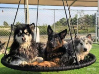 从看家到“度假” 宠物乐园解锁“托宠”新方式