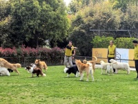 谁说爱好不能当事业？如东“90后”变身“萌宠达人”