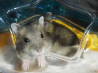 一文详解：为什么很少有人养紫仓仓鼠？