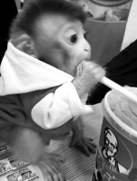 “迷你石猴”走红 专家称养猴办证审批极严格