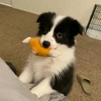 小型犬狗粮品牌排行榜：了解最新营养趋势与优质选择