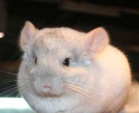 如何科学地饲养毛丝鼠（让你的宠物毛丝鼠健康快乐成长）