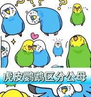 学会分辨虎皮鹦鹉公母的四种常见方法（了解鉴别虎皮鹦鹉性别的技巧和知识）