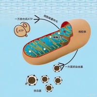 别再乱买辅酶 Q10！医生提醒：这 5 类人，才真正需要考虑补充