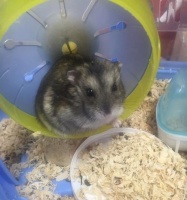 养小仓鼠的必备知识（掌握这些关键要点）