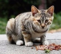 宠物猫怎么补充营养
