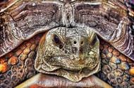 如何挑选健康的宠物龟？养龟新手请收藏这份攻略