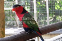 鹦鹉飞走了如何找回来,紧急寻回鹦鹉的实用技巧与方法