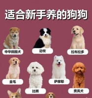 如何训练一只优秀的宠物狗？（从基本技能到高级指令，逐步实现狗狗的全面成长）